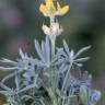 Fotografia 17 da espécie Lupinus luteus do Jardim Botânico UTAD