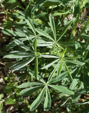 Fotografia 18 da espécie Lupinus luteus no Jardim Botânico UTAD