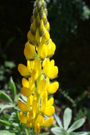 Fotografia da espécie Lupinus luteus