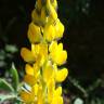 Fotografia 19 da espécie Lupinus luteus do Jardim Botânico UTAD