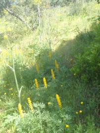 Fotografia da espécie Lupinus luteus