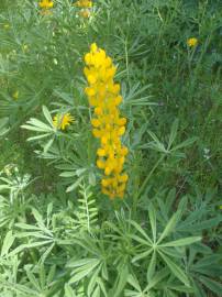 Fotografia da espécie Lupinus luteus