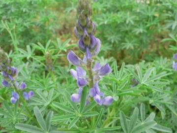 Fotografia da espécie Lupinus angustifolius