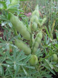 Fotografia da espécie Lupinus angustifolius