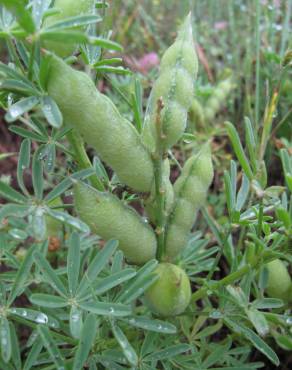 Fotografia 9 da espécie Lupinus angustifolius no Jardim Botânico UTAD