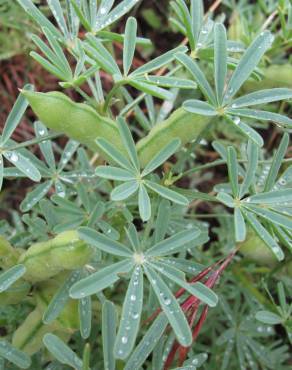 Fotografia 10 da espécie Lupinus angustifolius no Jardim Botânico UTAD