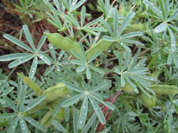 Fotografia da espécie Lupinus angustifolius