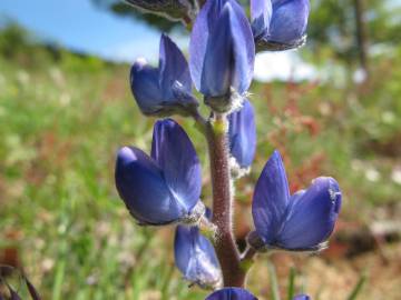 Fotografia da espécie Lupinus angustifolius