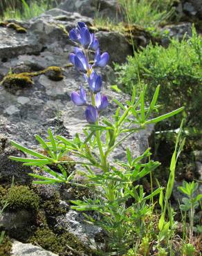 Fotografia 13 da espécie Lupinus angustifolius no Jardim Botânico UTAD