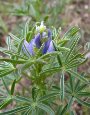 Fotografia 15 da espécie Lupinus angustifolius no Jardim Botânico UTAD