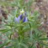 Fotografia 15 da espécie Lupinus angustifolius do Jardim Botânico UTAD