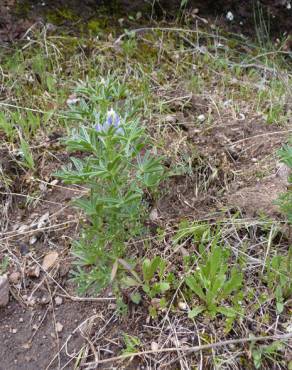 Fotografia 16 da espécie Lupinus angustifolius no Jardim Botânico UTAD