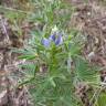 Fotografia 17 da espécie Lupinus angustifolius do Jardim Botânico UTAD