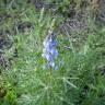 Fotografia 18 da espécie Lupinus angustifolius do Jardim Botânico UTAD