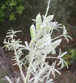 Fotografia da espécie Lupinus angustifolius