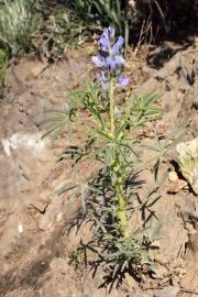 Fotografia da espécie Lupinus angustifolius