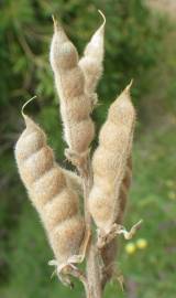 Fotografia da espécie Lupinus angustifolius