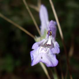 Fotografia da espécie Salvia lavandulifolia subesp. lavandulifolia