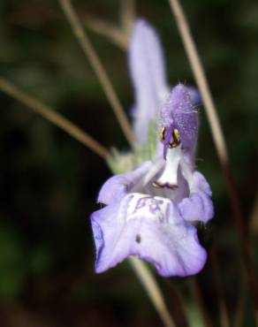 Fotografia 5 da espécie Salvia lavandulifolia subesp. lavandulifolia no Jardim Botânico UTAD