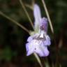 Fotografia 5 da espécie Salvia lavandulifolia subesp. lavandulifolia do Jardim Botânico UTAD