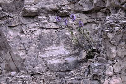 Fotografia da espécie Salvia lavandulifolia subesp. lavandulifolia