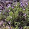 Fotografia 7 da espécie Salvia lavandulifolia subesp. lavandulifolia do Jardim Botânico UTAD
