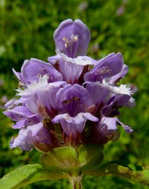 Fotografia 3 da espécie Prunella vulgaris no Jardim Botânico UTAD