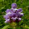 Fotografia 3 da espécie Prunella vulgaris do Jardim Botânico UTAD