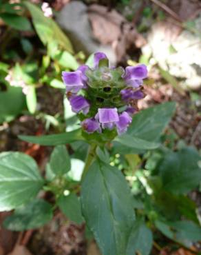 Fotografia 4 da espécie Prunella vulgaris no Jardim Botânico UTAD