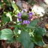 Fotografia 4 da espécie Prunella vulgaris do Jardim Botânico UTAD