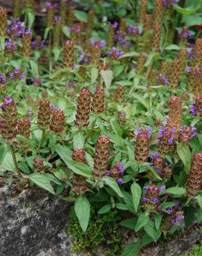 Fotografia 5 da espécie Prunella vulgaris no Jardim Botânico UTAD