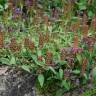 Fotografia 5 da espécie Prunella vulgaris do Jardim Botânico UTAD