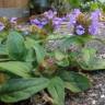 Fotografia 6 da espécie Prunella vulgaris do Jardim Botânico UTAD