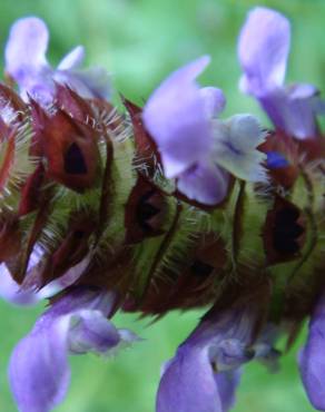 Fotografia 7 da espécie Prunella vulgaris no Jardim Botânico UTAD