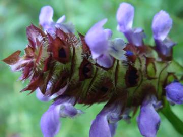 Fotografia da espécie Prunella vulgaris