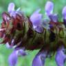 Fotografia 7 da espécie Prunella vulgaris do Jardim Botânico UTAD