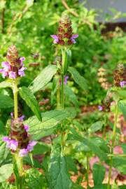 Fotografia da espécie Prunella vulgaris