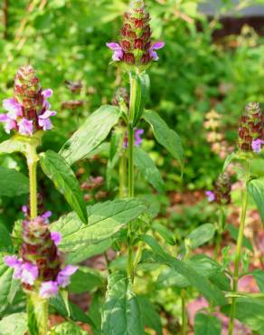 Fotografia 11 da espécie Prunella vulgaris no Jardim Botânico UTAD