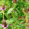 Fotografia 11 da espécie Prunella vulgaris do Jardim Botânico UTAD