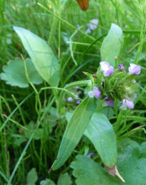 Fotografia 12 da espécie Prunella vulgaris no Jardim Botânico UTAD