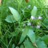 Fotografia 12 da espécie Prunella vulgaris do Jardim Botânico UTAD