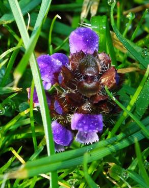 Fotografia 13 da espécie Prunella vulgaris no Jardim Botânico UTAD