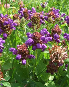 Fotografia 14 da espécie Prunella vulgaris no Jardim Botânico UTAD