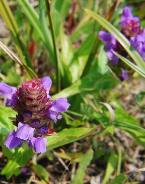 Fotografia 15 da espécie Prunella vulgaris no Jardim Botânico UTAD