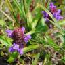 Fotografia 15 da espécie Prunella vulgaris do Jardim Botânico UTAD