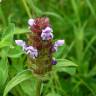 Fotografia 16 da espécie Prunella vulgaris do Jardim Botânico UTAD