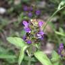 Fotografia 17 da espécie Prunella vulgaris do Jardim Botânico UTAD