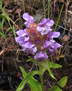 Fotografia 18 da espécie Prunella vulgaris no Jardim Botânico UTAD