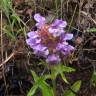 Fotografia 18 da espécie Prunella vulgaris do Jardim Botânico UTAD