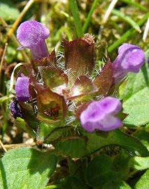 Fotografia 19 da espécie Prunella vulgaris no Jardim Botânico UTAD